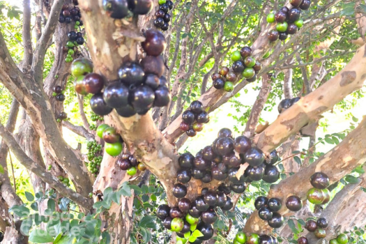 Jabuticaba (Foto: Giulia “Passarinha” B. D’Angelo)