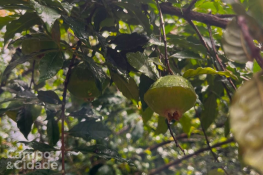 Fruto de cambuci (Foto: Luccas Longo)