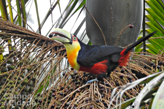 Tucano-de-bico-verde (Foto: Isede Bianchi Calvani)