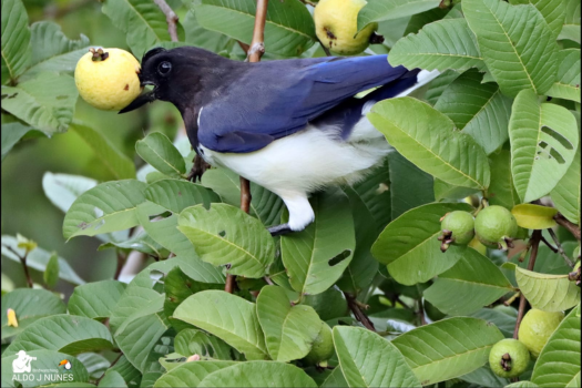 Mata Atlântica (11)