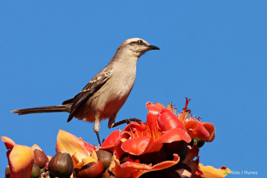 Mata Atlântica (3)