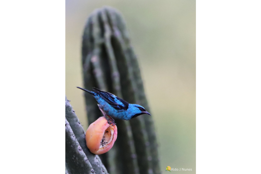 Mata Atlântica (7)