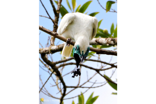 Mata Atlântica (8)